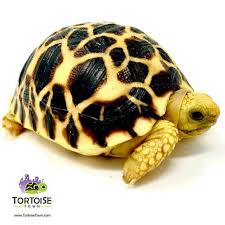 Cherry head redfoot tortoises (chelonoidis carbonaria) scientific name: Tortoise For Sale Tortoise Town Buy A Tortoise Online Today Turtles For Sale Baby Tortoise Tortoise Turtle