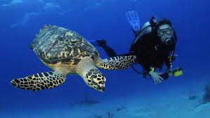 Scuba Diving Shore Excursions Nassau Bahamas Cruise Port Iqcruising