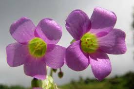 Image result for Oxalis latifolia