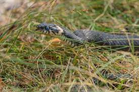 4 Ways To Keep Snakes Out Of Your Yard Snake Types Of Snake Grass Meaning