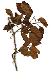 Image result for Rhoicissus revoilii