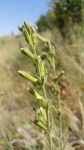 Image result for Silene kiwuensis