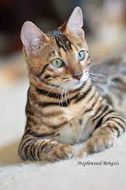 Mischievous Tom He Likes To Bother The Kits But He Loves Them A Lot He Also Is The Opportunist When It Comes To She Cats In Heat B Toyger Cat