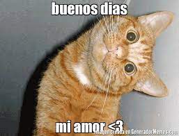 Memes Buenos Dias Amor 12 Gatos Bonitos Gatos Tontos Collares Para Gatos