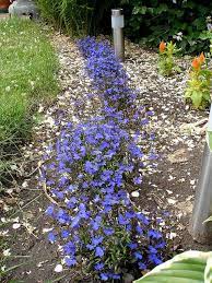Pin On Garden