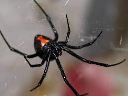 However, there are plenty of spiders that many people will never the black widow may be the most venomous spider in north america, but the brazilian wandering spider is the most venomous spider on earth. Protect Yourself From Venomous Spiders