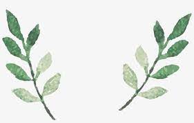 Watercolor painting drawing illustration, hand colored parrot birds splash, macaw painting, color splash. Watercolor Leaves Vector Watercolor Leaves Leaves Png Transparent Png 2578x1519 Free Download On Nicepng