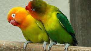 How Long Do Parrots Live Parrot Lifespan Chart In Summer 2021