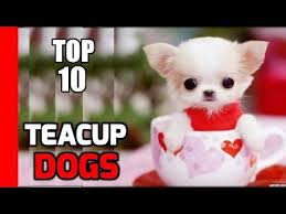 Teacup poodle color, appearance, coat and grooming Top 10 Teacup Dogs Cute Dogs Best Small Dogs Youtube