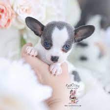 But how does this dog differ from his canine cousins? Blue Chihuahua Puppies For Sale Off 65 Www Usushimd Com