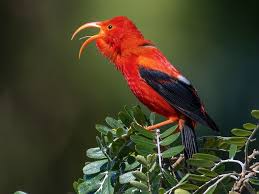 Image result for Disperis sp. nov. aff. macowanii