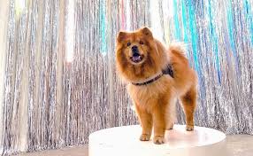 However shedding seasons may require daily grooming. Chow Chow Breed Information Guide Facts And Pictures Bark