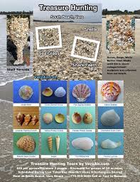Check spelling or type a new query. Vero Beach Treasure Hunting Shell Guide Treasure Coast Beach Design Beach Rocks