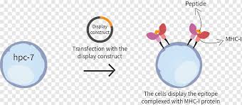 They also occur on platelets, but not on red blood cells. Haupthistokompatibilitatskomplex Epitop T Zell Rezeptor Mhc Klasse I T Zelle Dendritische Zelle Bereich Marke Zelle Png Pngwing