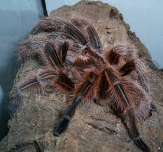 Because eventually they will have to move the spider and they. Chilean Rose Tarantula Wikipedia