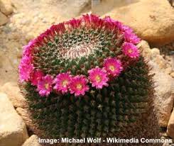 It often has bright pink or orange flowers, but can the farmers' almanac suggests feeding your christmas cactus every two weeks from the spring to early fall using a complete houseplant. 14 Types Of Cacti For Indoors And Outdoors Including Pictures