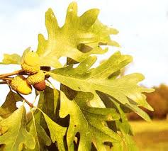 Image result for white oak leaf