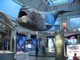 Smithsonian National Museum Of Natural History Ocean Hall Natural History National Museum Smithsonian