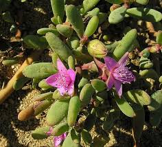 Image result for Sesuvium