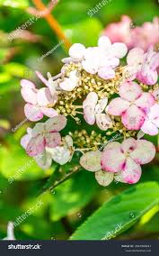 Image result for Hydrangeaceae
