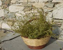 Connaissez Vous La Nepita Plante Endemique Du Maquis D Une Saveur Proche De La Menthe De La Marjolaine Et Leg Veau Aux Olives Pommes De Terre Sautees Menthe