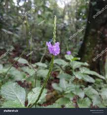 Image result for Stachytarpheta indica
