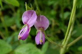 Image result for Galactia striata