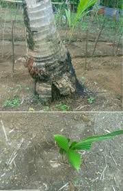 Aplikasikan pisau pada antiseptik dan kurangi media tanam pada pot keladi. Cara Menanam Kelapa Supaya Akar Tidak Timbul Steemit