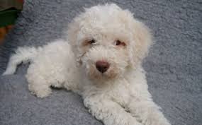 We did not find results for: Lagotto Romagnolo Dog Breed Information Images Characteristics Health
