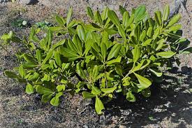 Image result for Pittosporum tobira