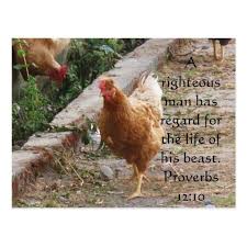 Bible Quote About Animal Cruelty Proverbs 12 10 Postcard Zazzle Com Animal Quotes Animal Rights Quotes Proverbs 12 10