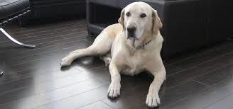 best flooring for pets