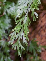 Image result for Hymenophyllum capillare