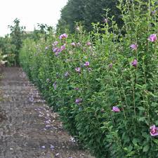 Purple flowering trees in sc. Purple Pillar Rose Of Sharon Hibiscus Syriacus Proven Winners