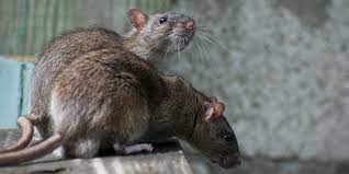 When it comes to rodent removal, one of the most natural ways to get rid of mice and rats is to place an ultrasonic in order to stop an infestation, you need to identify the type of rodent and spot the faultiness around your home. Rodent Removal Mice Rats Bats Broward Palm Beach