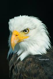Bird With Funny Hair On Head Pin By Maddie Glayde On Animal References Wild Birds Photography Bald Eagle Bird Photography