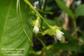 Image result for Sarcophrynium brachystachyum