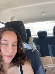 How to find a lost cockatiel in Spring Texas?