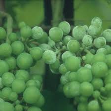 Powdery mildew (uncinula necator) can be a challenging disease for vineyards to control, specifically in california wine regions, where the disease a persisted as a major pest for more than a century. Pdf Powdery Mildew And Fruit Quality