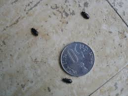 But before you deal with them, let's see what those tiny black bugs are. My Pots Of Gold Arathimy