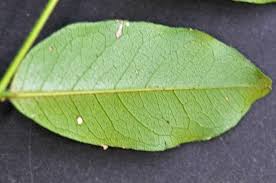 Image result for Erythrococca zambesiaca