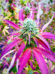 You'll be able to grow less plants in your grow tent but with a. How To Grow Purple Or Pink Cannabis Buds Growing Cannabis Plant