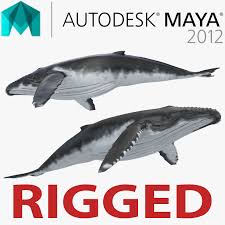 Humpback Whale 3d Model Rigged For Maya Whale Humpback Whale 3d Model