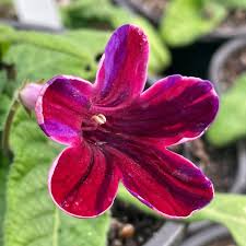Image result for Streptocarpus