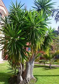 Hi dararox123, i have spineless yucca (yucca gigantea) (elephantipes is a synonym) growing in my yard but i've never grown it as an indoor plant so i can't really offer much advice. Yucca Elephantipes Spineless Yucca