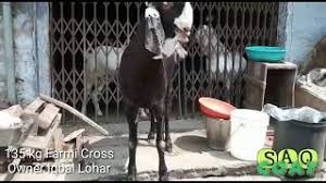 Fsa entertainment 40.867 views2 year ago. Saq Goat Ø§Ù„Ø¨Ø­Ø±ÙŠÙ† Vlip Lv