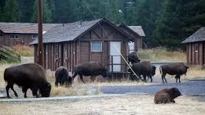 Lake lodge & cabins is located on the shore of yellowstone lake, featuring a main lodge and cabins with varying levels of amenities. Pin On Wy Vacations