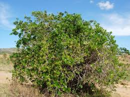 Image result for Embelia