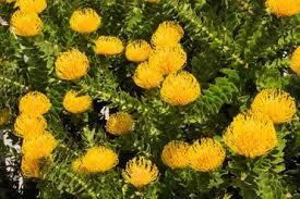 Order wholesale & discount yellow flowers by the bunch. 15 Beautiful Yellow Perennials For Your Garden Garden Lovers Club