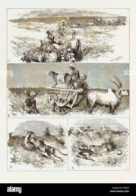 India, Hunting Black Buck with the Cheetah in Baroda: 1. The Start, 2. The Find, 3. The Spring, 4. The Death Stock Photo - Alamy